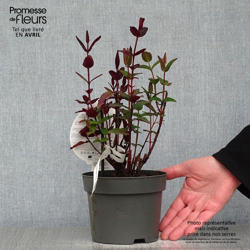 Esimerkki keväällä toimitetusta Pensaskuisma Miracle Night Ruukku 3L / 4L-taimesta