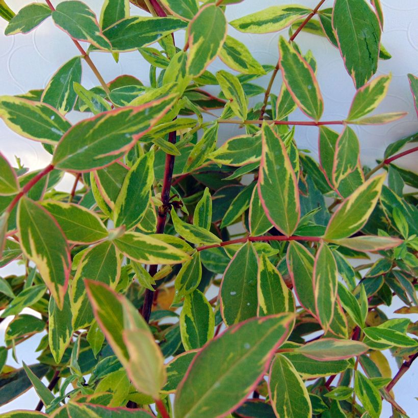 Pensaskuisma Tricolor (Lehvistö)