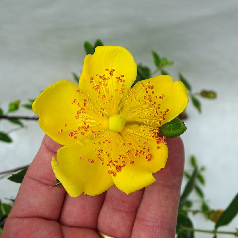 Pensaskuisma Tricolor (Kukinta)