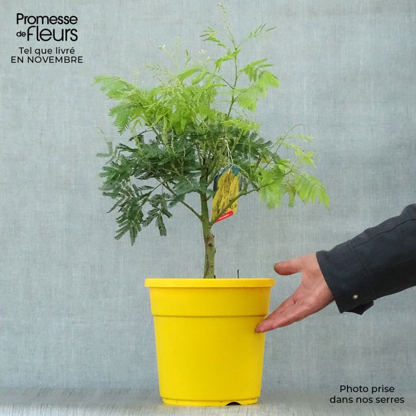 Esimerkki syksyllä toimitetusta Hopea-akaasia - Acacia dealbata 2 litran/3 litran ruukku-taimesta