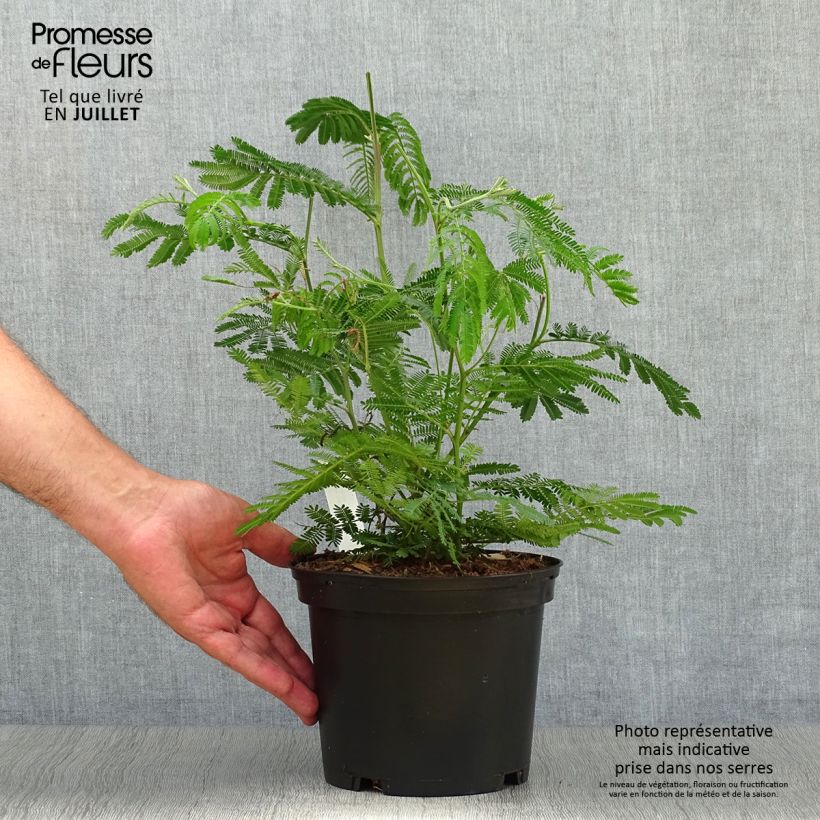Esimerkki kesällä toimitetusta Hopea-akaasia - Acacia dealbata Ruukku 2L / 3L-taimesta