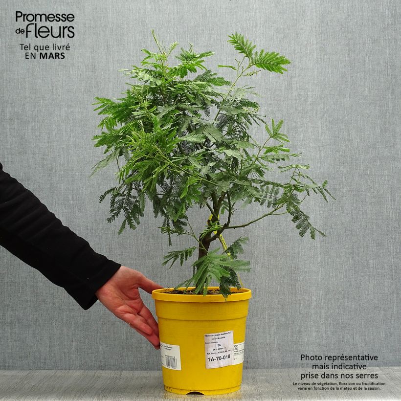 Esimerkki keväällä toimitetusta Hopea-akaasia - Acacia dealbata Ruukku 4L / 5L-taimesta