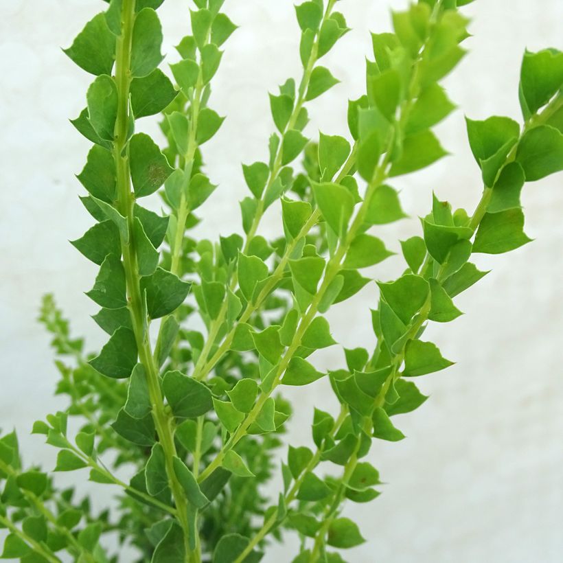 Akaasia - Acacia pravissima (Lehvistö)