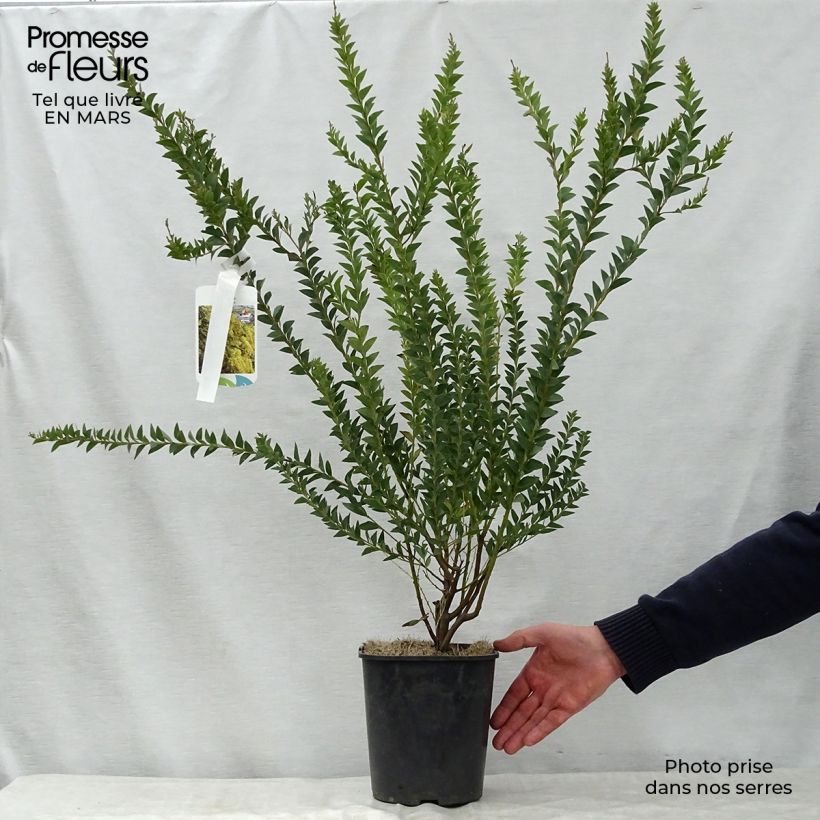 Esimerkki keväällä toimitetusta Akaasia - Acacia pravissima Ruukku 3L / 4L-taimesta