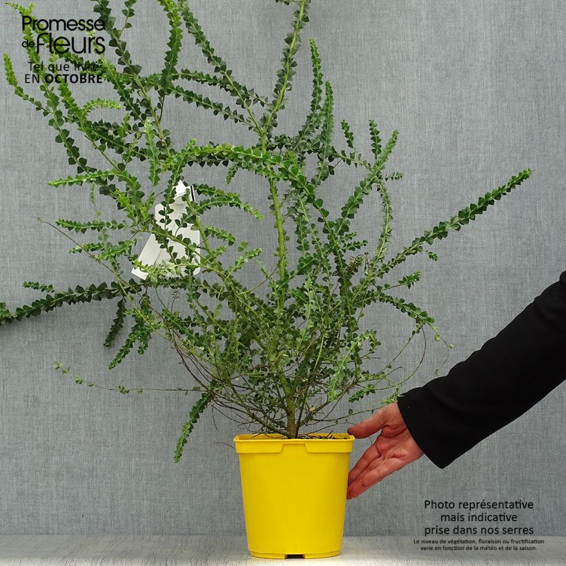 Esimerkki syksyllä toimitetusta Akaasia - Acacia pravissima 3 litran/4 litran ruukku-taimesta
