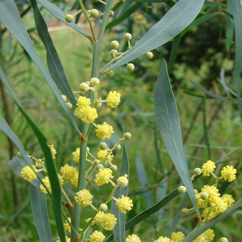 Akaasia - Acacia retinodes (Lehvistö)