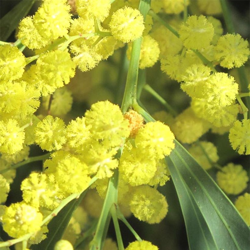 Akaasia - Acacia retinodes (Kukinta)