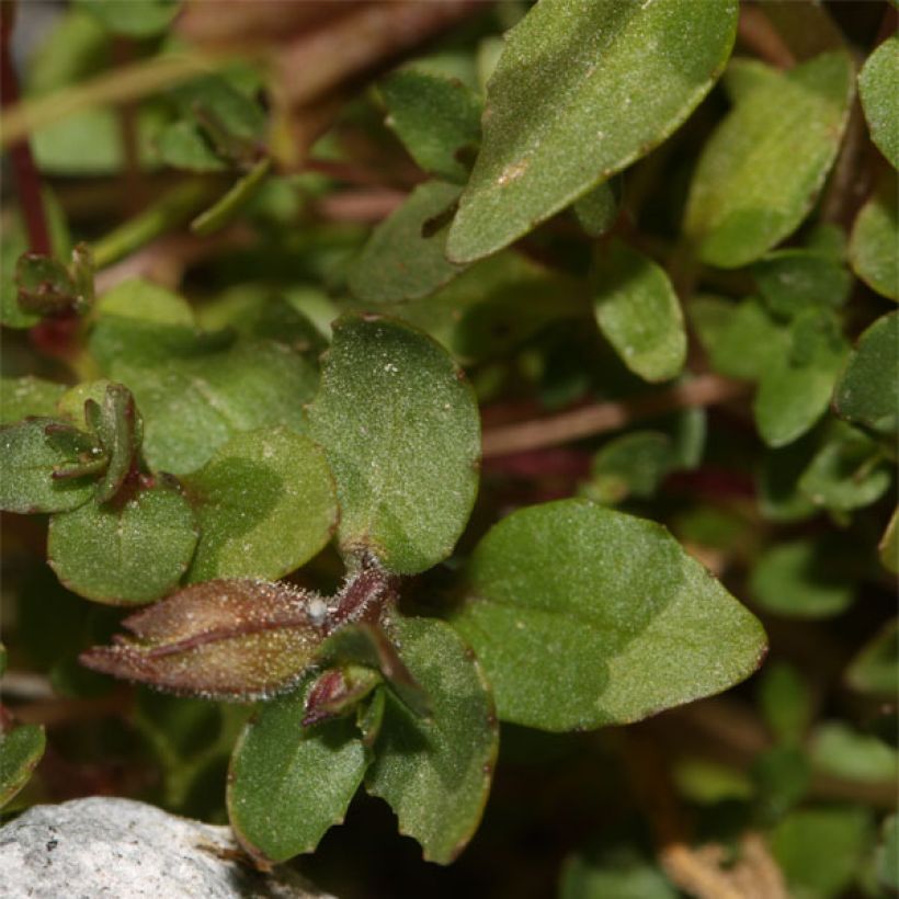 Mimulus tilingii (Lehvistö)
