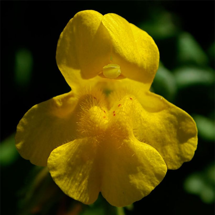 Mimulus tilingii (Kukinta)