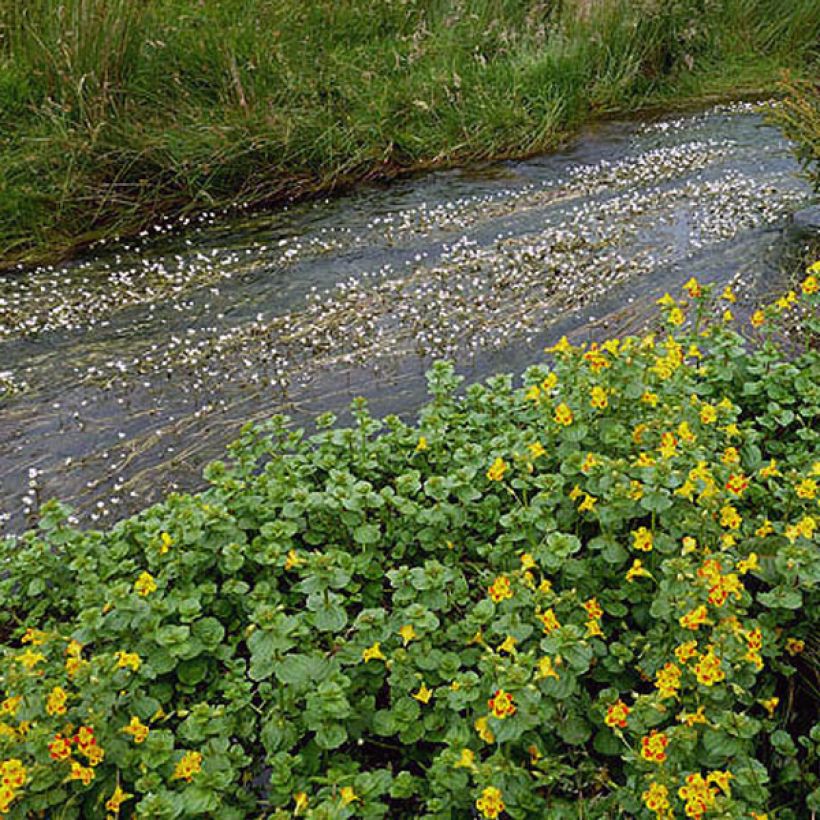 Kelta-apinankukka - Mimulus luteus (Lehvistö)