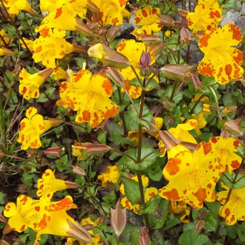 Kelta-apinankukka - Mimulus luteus (Kukinta)