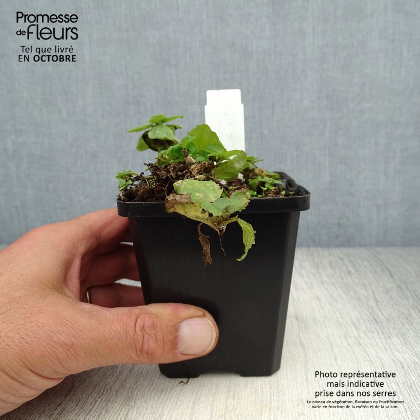 Esimerkki syksyllä toimitetusta Kelta-apinankukka - Mimulus luteus 8/9 cm taimiruukku-taimesta