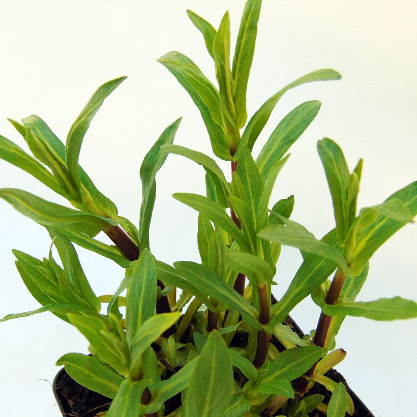 Mimulus ringens (Lehvistö)