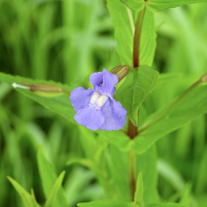 Mimulus ringens (Kukinta)