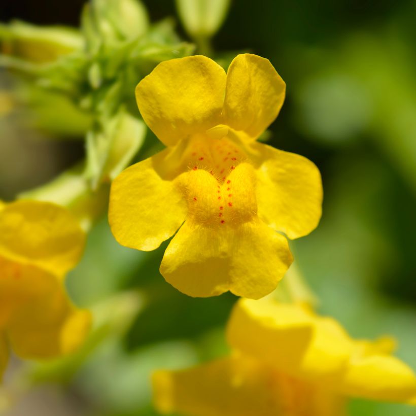 Kelta-apinankukka - Mimulus luteus (Kukinta)