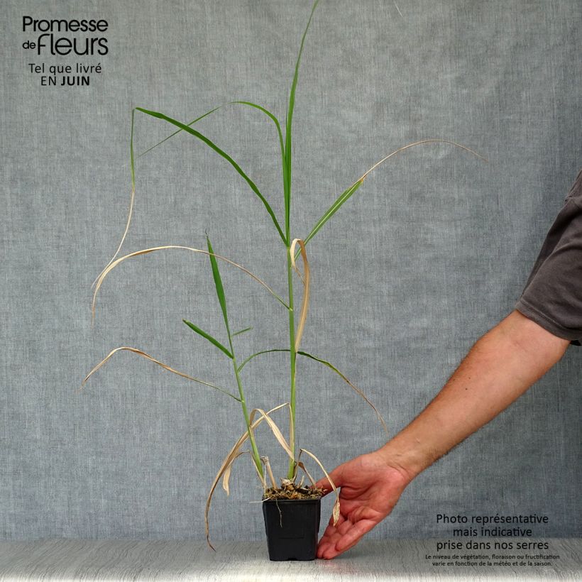 Esimerkki kesällä toimitetusta Isonorsunheinä - Miscanthus giganteus ou floridulus Taimiruukku 8/9 cm-taimesta