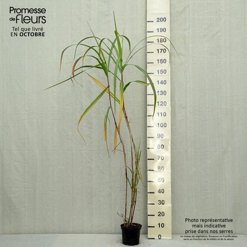 Esimerkki syksyllä toimitetusta Isonorsunheinä - Miscanthus giganteus ou floridulus 2 litran/3 litran ruukku-taimesta