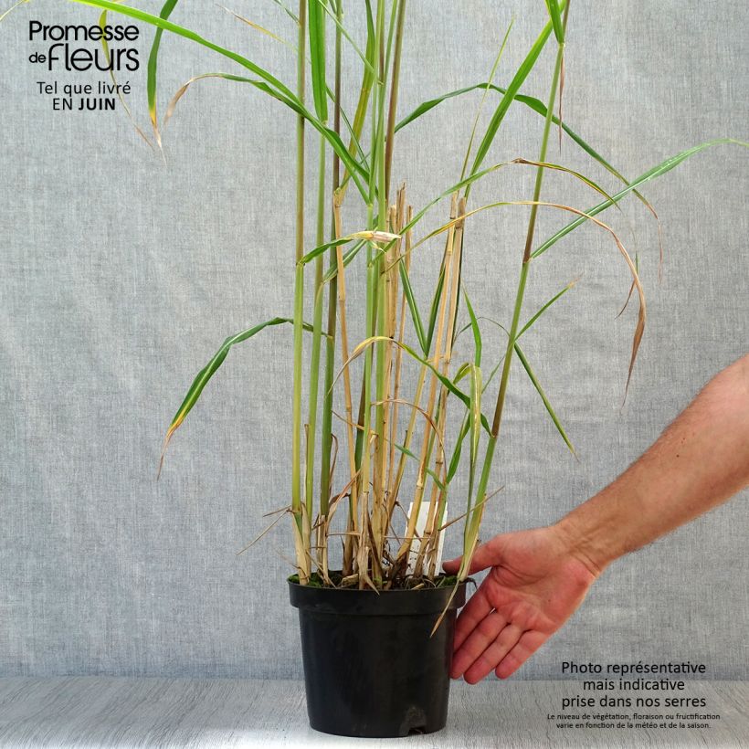 Esimerkki kesällä toimitetusta Isonorsunheinä - Miscanthus giganteus ou floridulus Ruukku 2L / 3L-taimesta