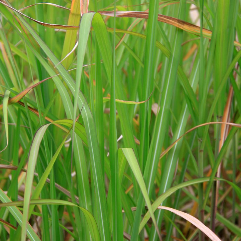 Elefanttiheinä - Miscanthus floridulus (Lehvistö)