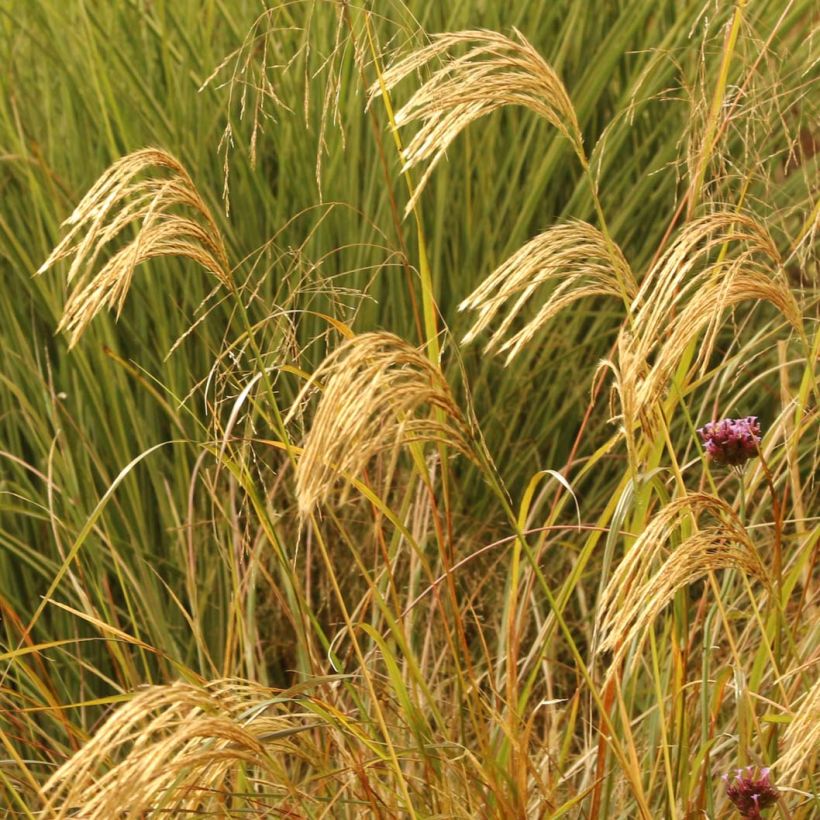 Elefanttiheinä - Miscanthus nepalensis (Kukinta)
