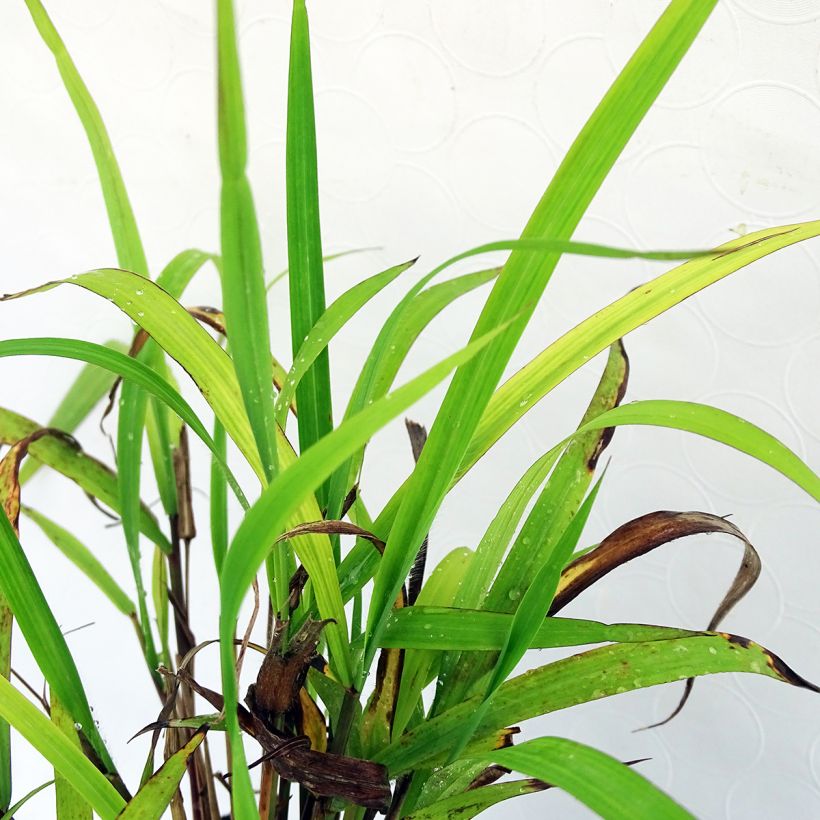 Elefanttiheinä - Miscanthus nepalensis (Lehvistö)