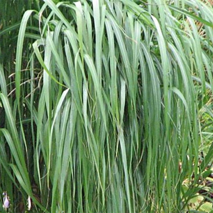 Mammuttiheinä - Miscanthus sacchariflorus (Lehvistö)
