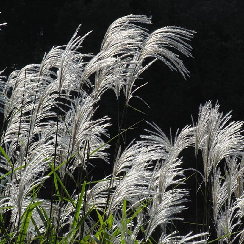Mammuttiheinä - Miscanthus sacchariflorus (Kukinta)