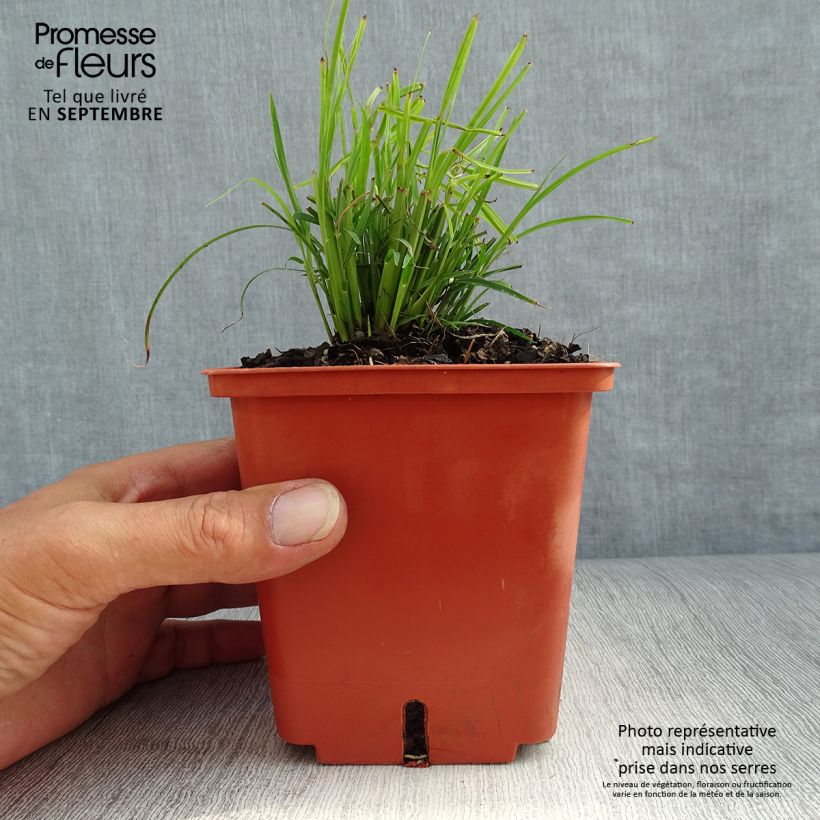 Esimerkki syksyllä toimitetusta Miscanthus sinensis Cute One - Roseau de Chine nain. Pot de 1L/1,5L-taimesta