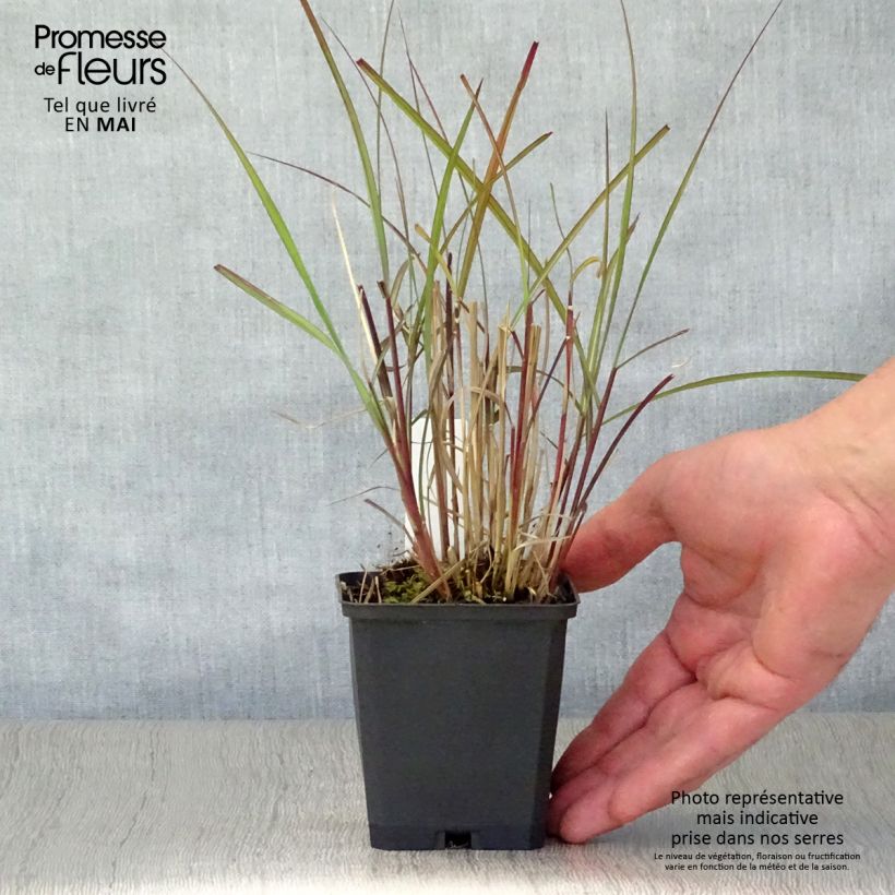 Esimerkki keväällä toimitetusta Elefanttiheinä Purple Fall Taimiruukku 8/9 cm-taimesta