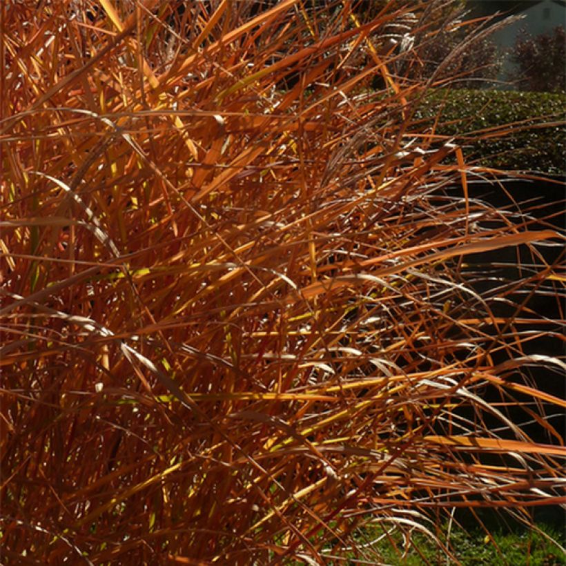 Elefanttiheinä Purpurascens (Lehvistö)