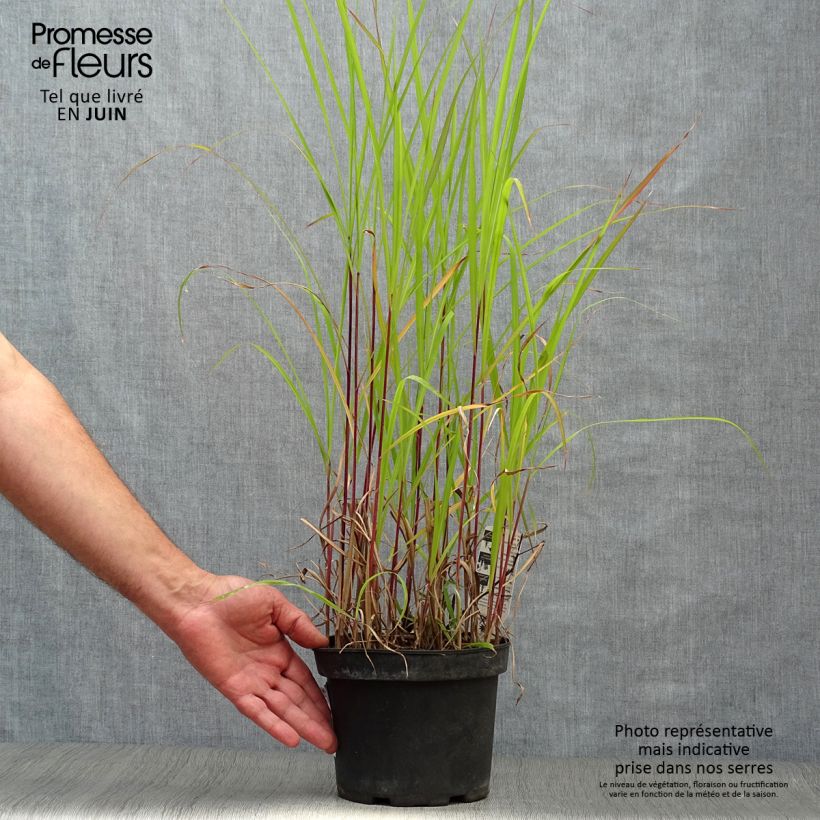 Esimerkki kesällä toimitetusta Elefanttiheinä Purpurascens Pot de 2L/3L-taimesta