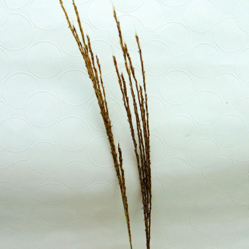 Elefanttiheinä Silberspinne (Kukinta)