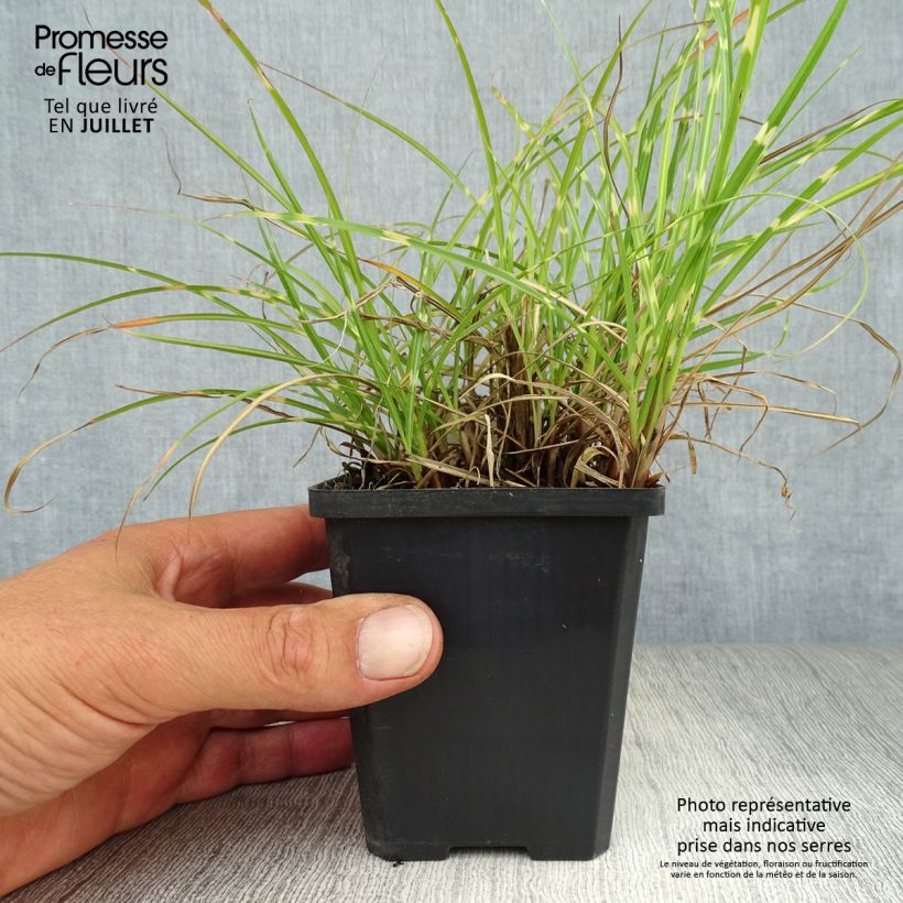 Esimerkki kesällä toimitetusta Elefanttiheinä Strictus Dwarf Taimiruukku 8/9 cm-taimesta