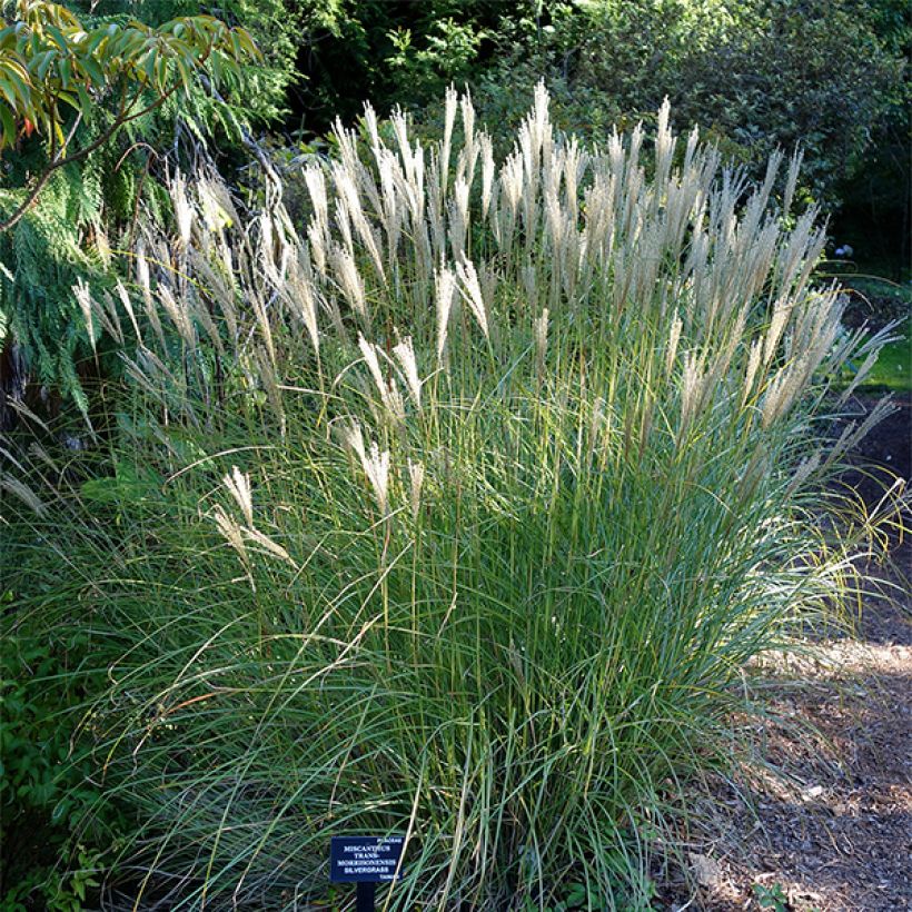 Elefanttiheinä - Miscanthus transmorrisonensis (Kasvutapa)