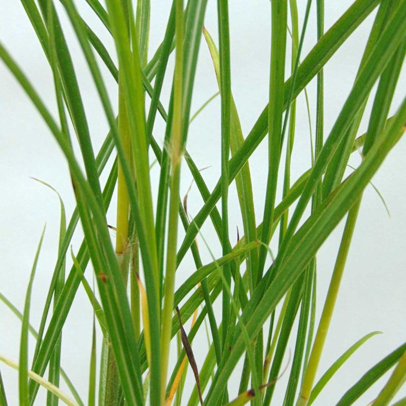 Elefanttiheinä - Miscanthus transmorrisonensis (Lehvistö)