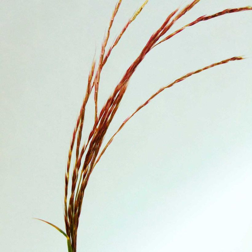 Elefanttiheinä - Miscanthus transmorrisonensis (Kukinta)