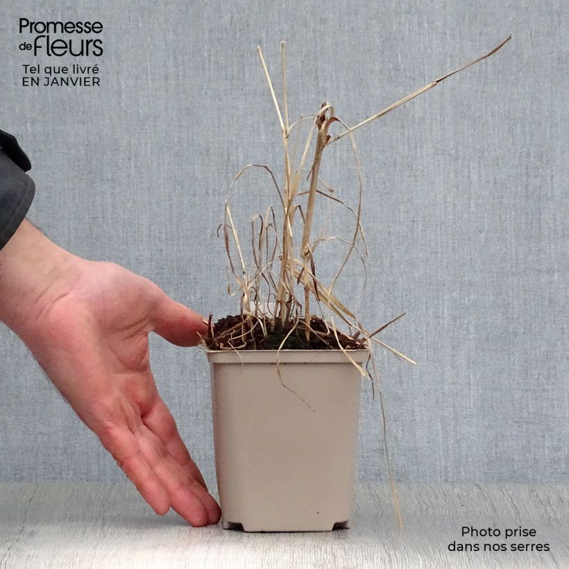 Esimerkki talvella toimitetusta Norsunheinä Alligator Pot de 10 cm/11cm-taimesta