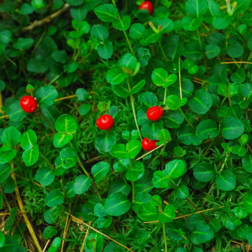 Amerikanpyynmarja - Mitchella repens (Lehvistö)