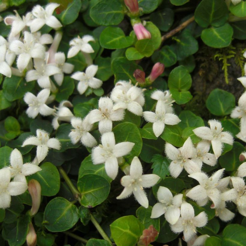 Amerikanpyynmarja - Mitchella repens (Kukinta)