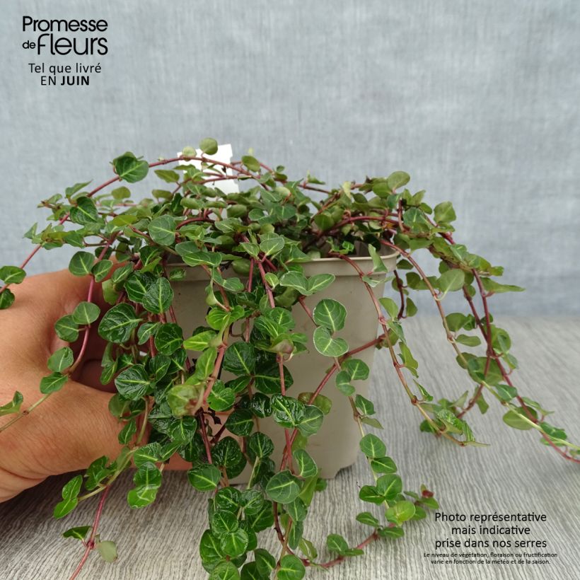 Esimerkki kesällä toimitetusta Amerikanpyynmarja - Mitchella repens Godet de 8/9 cm-taimesta