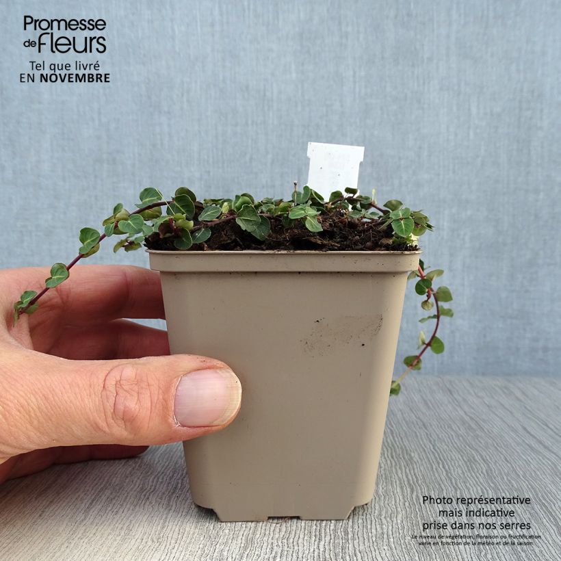 Esimerkki syksyllä toimitetusta Amerikanpyynmarja - Mitchella repens 8/9 cm taimiruukku-taimesta
