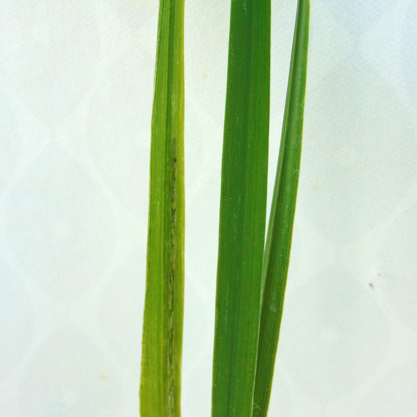 Isosiniheinä Windsaule (Lehvistö)
