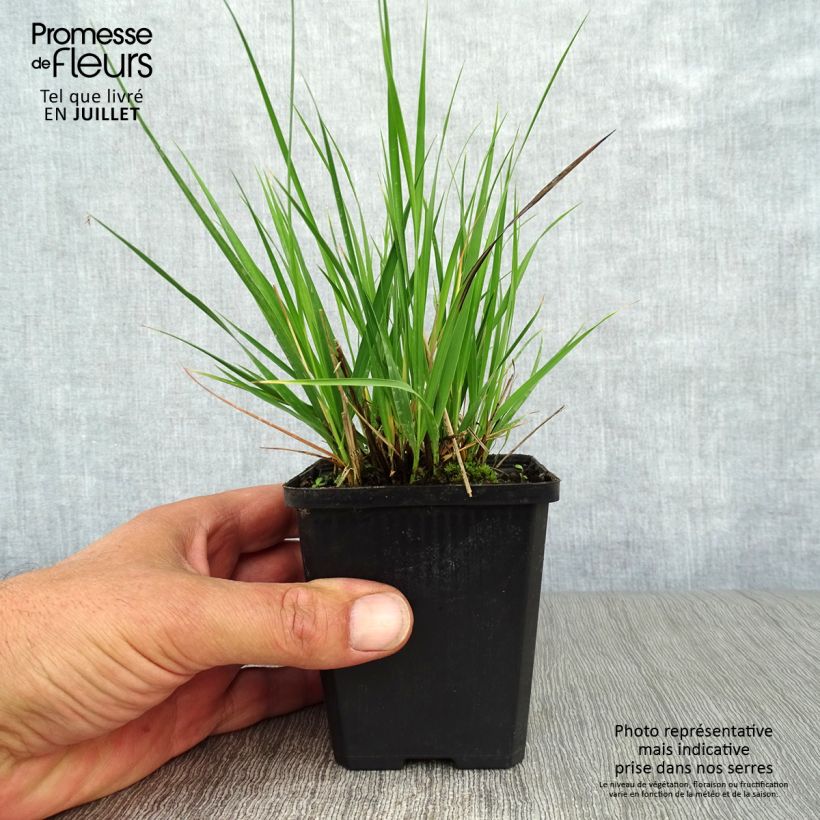 Esimerkki kesällä toimitetusta Siniheinä Moorhexe Taimiruukku 8/9 cm-taimesta