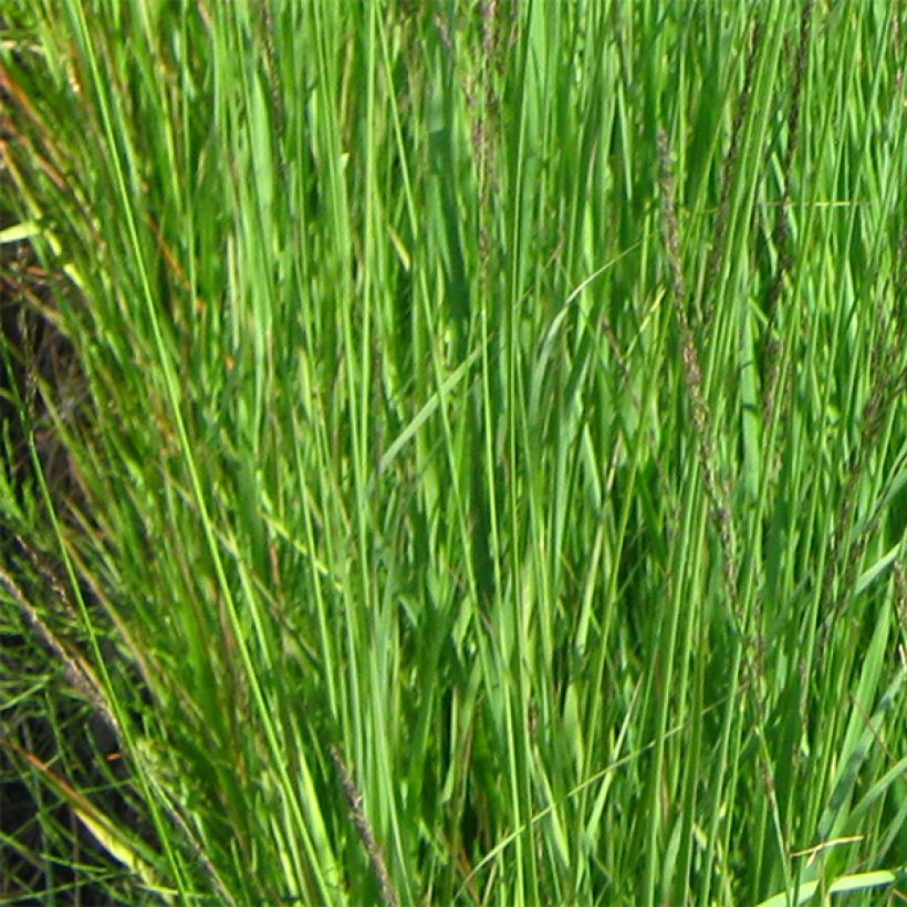 Isosiniheinä Molinia caerulea ssp arundinacea Fontäne (Lehvistö)