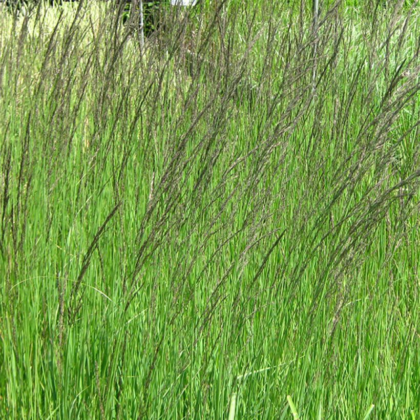 Isosiniheinä Molinia caerulea ssp arundinacea Fontäne (Kukinta)