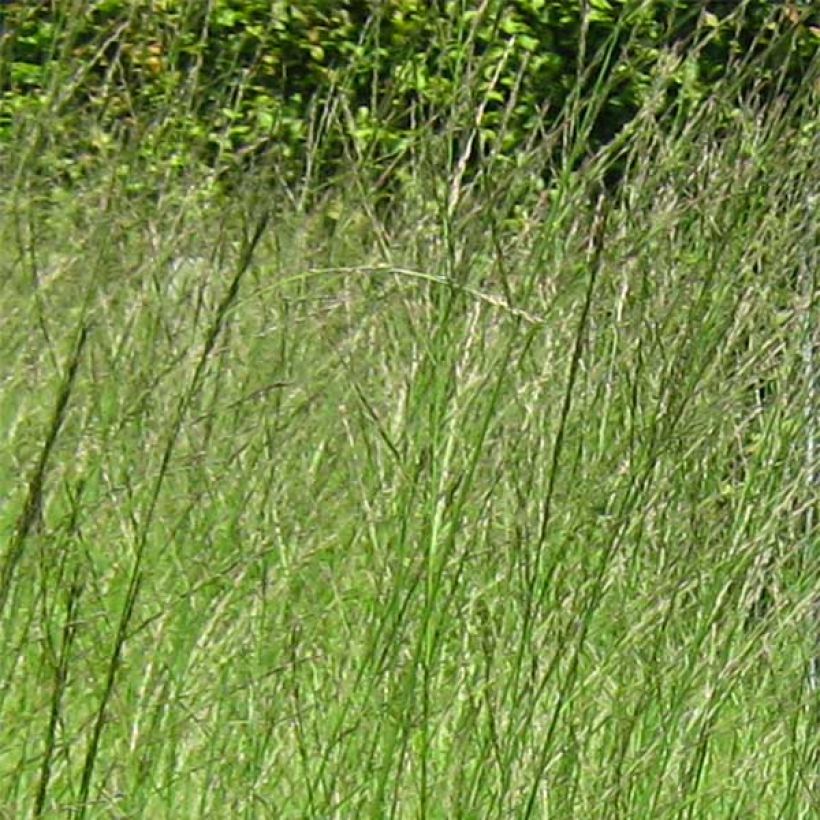 Isosiniheinä Skyracer (Kukinta)