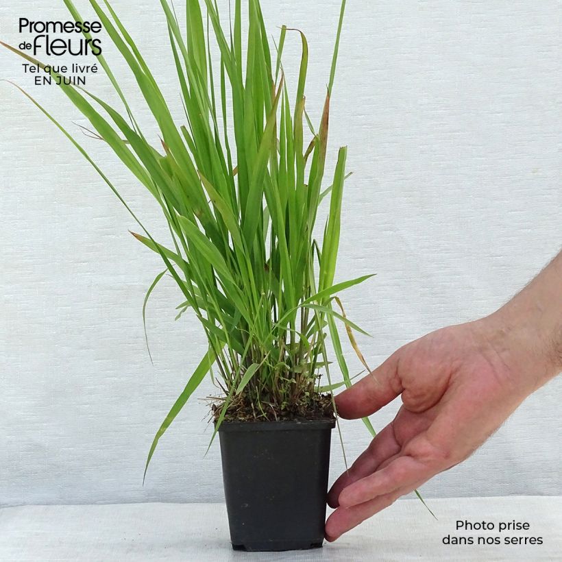 Esimerkki kesällä toimitetusta Isosiniheinä Transparent Taimiruukku 8/9 cm-taimesta