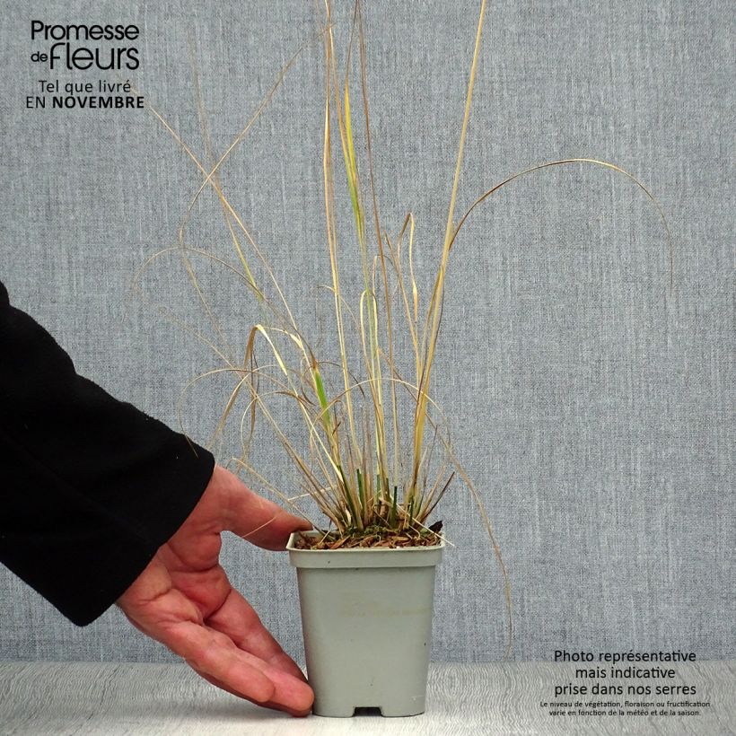 Esimerkki syksyllä toimitetusta Pikkusiniheinä Heidebraut 8/9 cm taimiruukku-taimesta