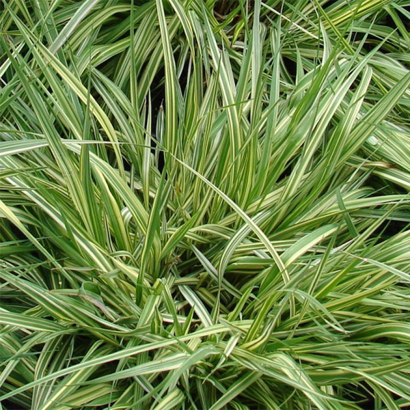Pikkusiniheinä Variegata (Lehvistö)