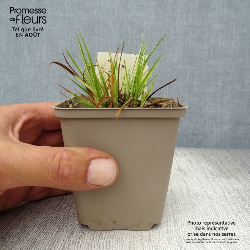 Esimerkki kesällä toimitetusta Pikkusiniheinä Variegata Godet de 8/9 cm-taimesta